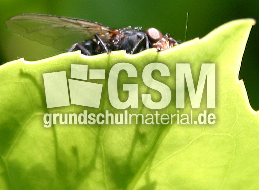 Stubenfliege-4.jpg